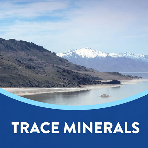Infographic stating 'TRACE MINERALS' in a bold style, highlighting the importance of minerals in nutrition.