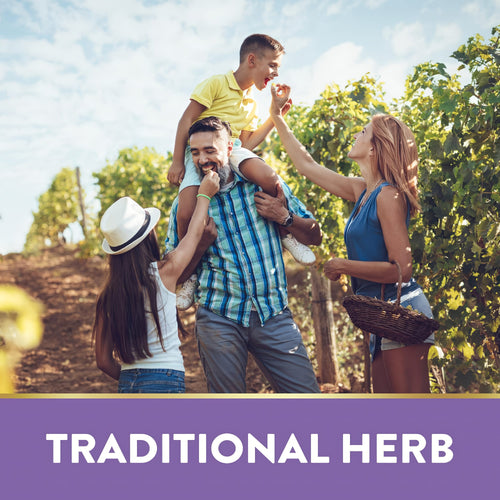 Family enjoying grape picking and eating in a sunny vineyard, with grapevine rows in the background.